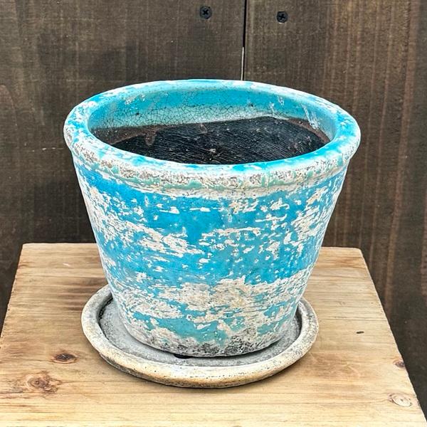 観葉植物 鉢色選べます：リュウビンタイ 鉢植え*受皿付 シダ植物