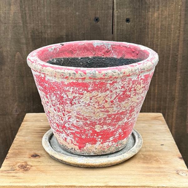 観葉植物 鉢色選べます：リュウビンタイ 鉢植え*受皿付 シダ植物