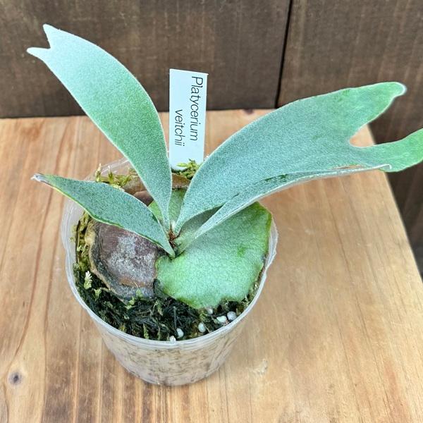 おしゃれ 観葉植物：ビカクシダ コウモリラン ベイチー*ビーチー 3号 