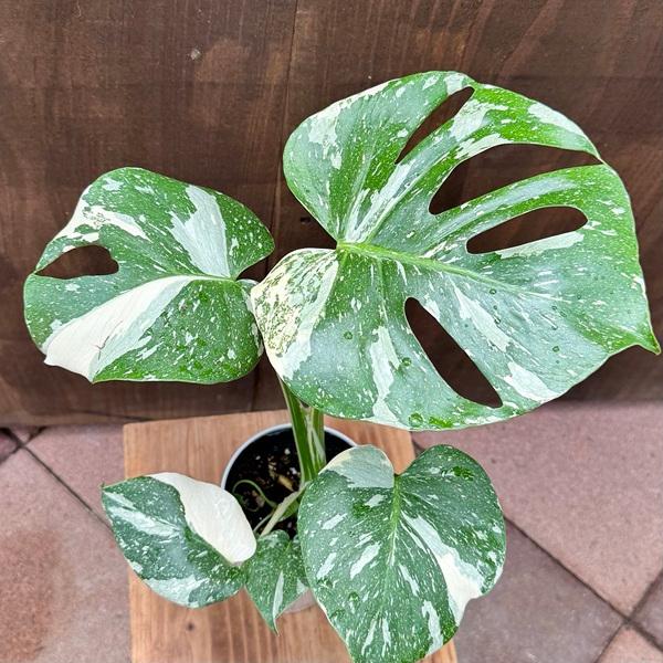 おしゃれ 観葉植物：モンステラ タイコンステレーション*4号プラポット