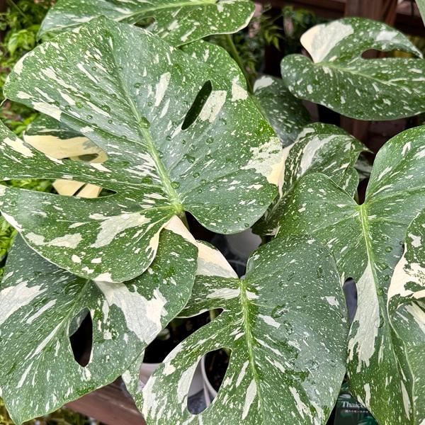 おしゃれ 観葉植物：モンステラ タイコンステレーション*4号プラポット