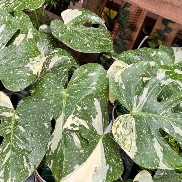(専用)モンステラ　4 おしゃれ 観葉植物：モンステラ タイコンステレーション*4号プラポット
