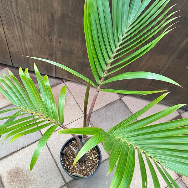 観葉植物：トックリヤシ 実生 太*黒セラアート鉢植え 大型ヤマト便 