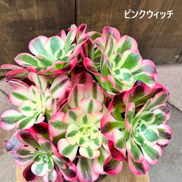 観葉植物 品種選べます：アエオニウム*祝融 シュウリュウ ピンク