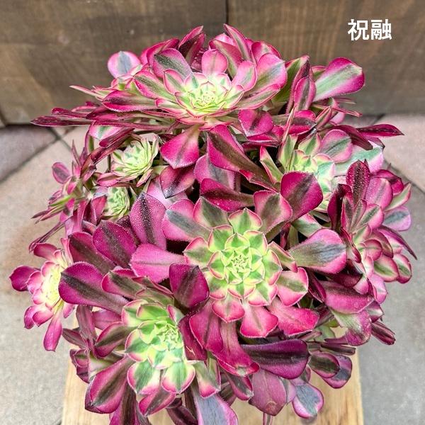 観葉植物 品種選べます：アエオニウム*祝融 シュウリュウ ピンク