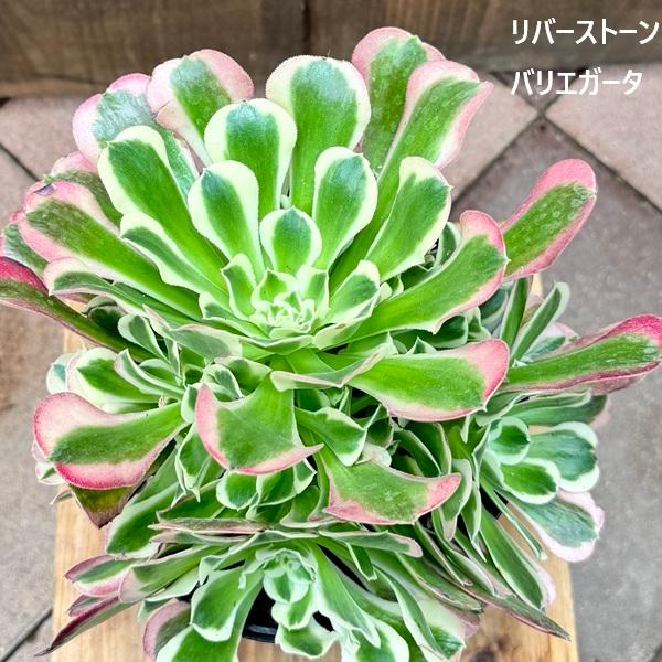 観葉植物 品種選べます：アエオニウム*祝融 シュウリュウ ピンク