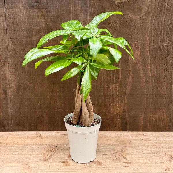 おしゃれ 観葉植物：パキラ*4号 白プラポット : 遊恵盆栽 Yahoo!店