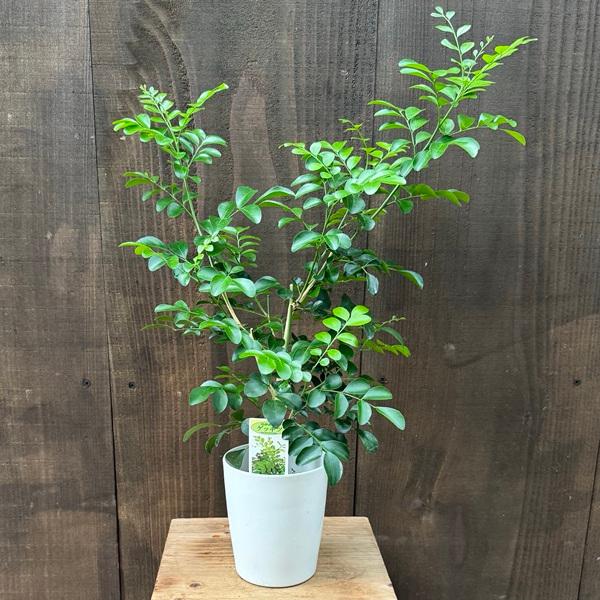 観葉植物：シルクジャスミン*4号プラポット : 遊恵盆栽 Yahoo!店