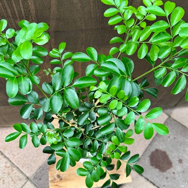 観葉植物：シルクジャスミン*4号プラポット : 遊恵盆栽 Yahoo!店