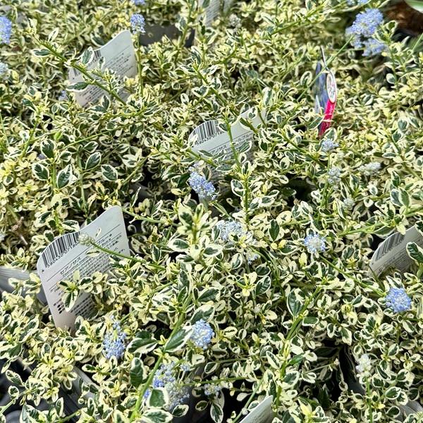 KaiLee　セアノサス　カルフォルニア　ライラック　 セット KaiLee様専用 セアノサス カルフォルニア ライラック セット