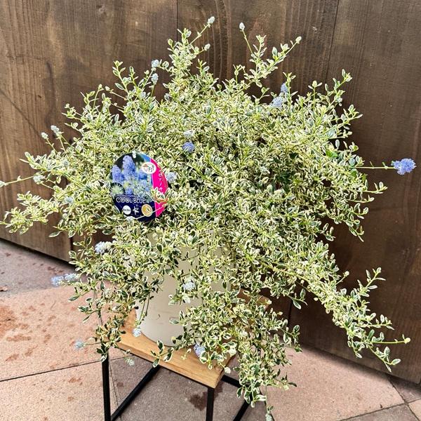 ラスト5 希少 リンゼアナNo.3 丸葉タイプ カリフォルニア輸入 ラスト5