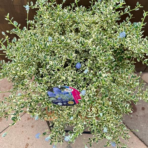 観葉植物 鉢花：セアノサス クールブルー*8号 カリフォルニア