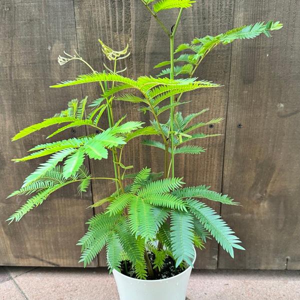 観葉植物：エバーフレッシュ*6号プラポット ネムノキ ねむの木