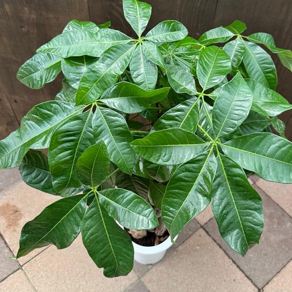 観葉植物：三つ編みパキラ*7号プラポット 大型ヤマト便配送 : 遊恵盆栽