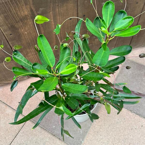 観葉植物：クロトン トビバ*6号 プラポット : 遊恵盆栽 Yahoo!店