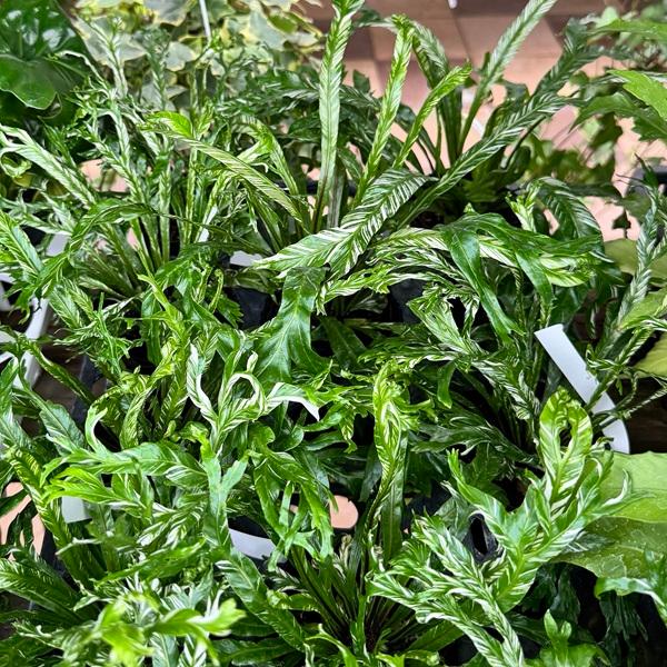 斑入り　アスプレニウム/ニダス/シダ/シマオオタニワタリ　観葉植物 観葉植物 鉢色選べる：アスプレニウム ニダス*シマオオタニワタリ