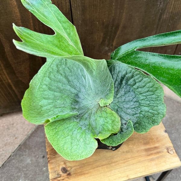 ビカクシダ 観葉植物 おしゃれ 観葉植物：ビカクシダ コウモリラン グランデ*4号 : 遊恵盆栽