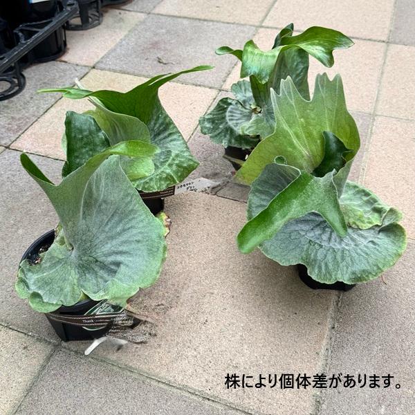 おしゃれ 観葉植物：ビカクシダ コウモリラン グランデ*4号 : 遊恵盆栽