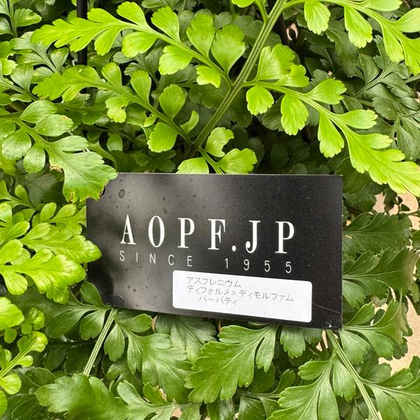 観葉植物：アスプレニウム パーバディ*7号吊り鉢 : 遊恵盆栽