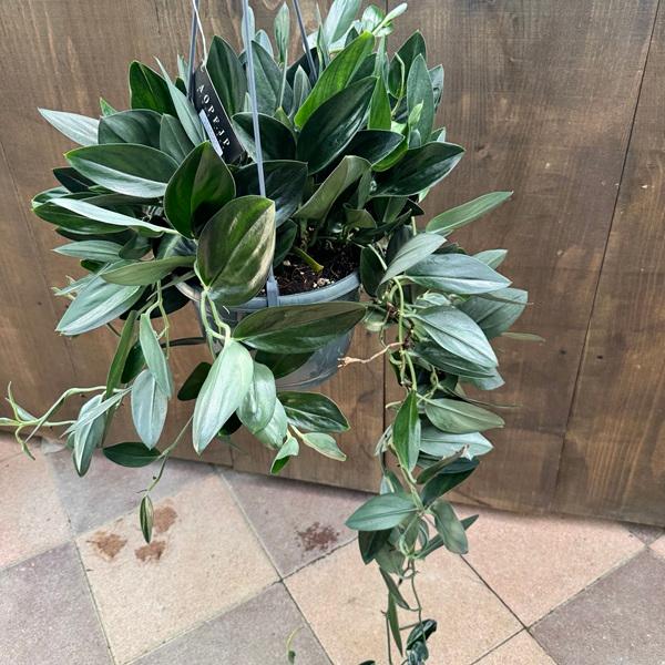 スキンダプサス トレビー　観葉植物 楽天市場】スキンダプサス トレビーの通販