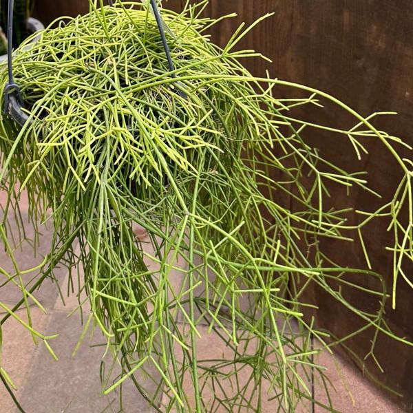 観葉植物：リプサリス カシューロ*7号吊り鉢 : 遊恵盆栽 Yahoo!店