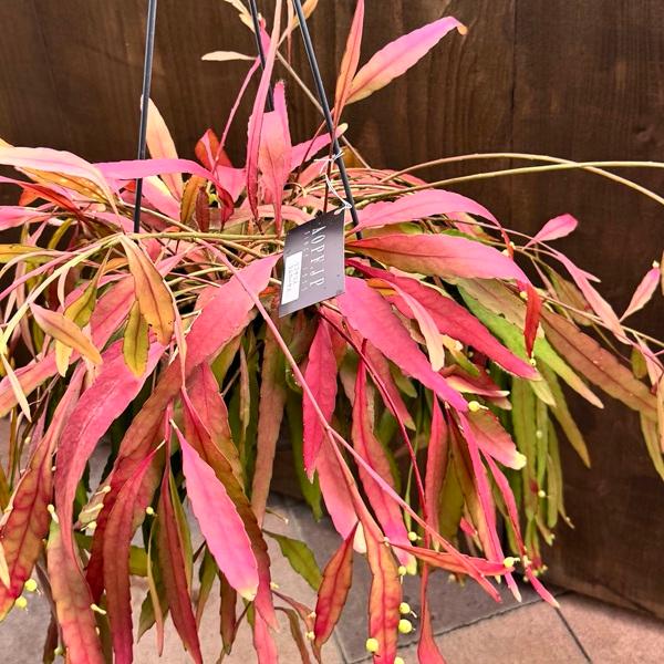 観葉植物：リプサリス ラムローサ*7号吊り鉢 : 遊恵盆栽 Yahoo!店