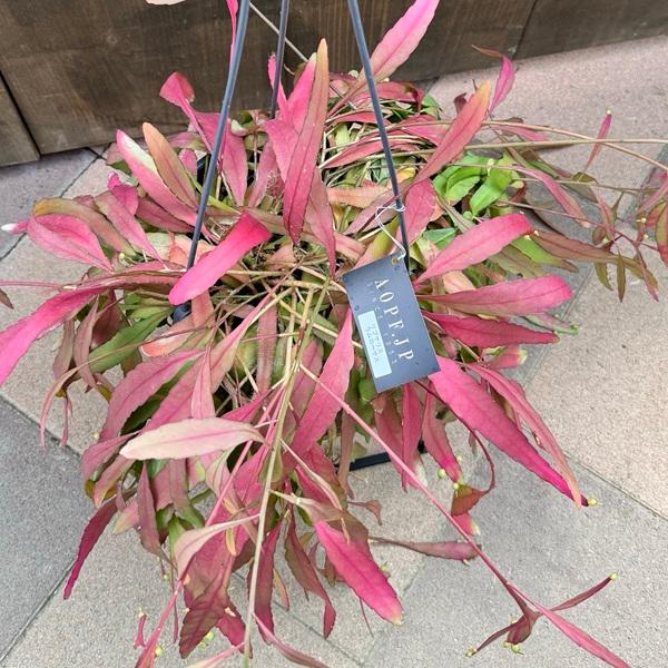 特大 リプサリス ラムローサ 8号 吊り鉢 観葉植物：リプサリス ラムローサ*7号吊り鉢 : 遊恵盆栽 Yahoo!店