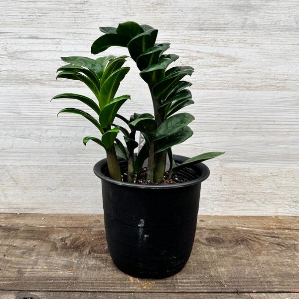 【大鉢プレゼント】金のなる木 ザミオクルカス観葉植物 室内 観葉植物：金銭樹 ザミオクルカス ゼンジー*プラポット ドワーフ