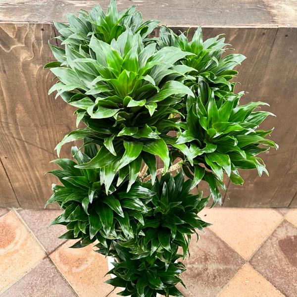 観葉植物：ドラセナ コンパクタ*8号プラポット 大型ヤマト便配送