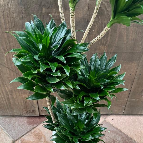 観葉植物：ドラセナ コンパクタ*8号プラポット 大型ヤマト便配送