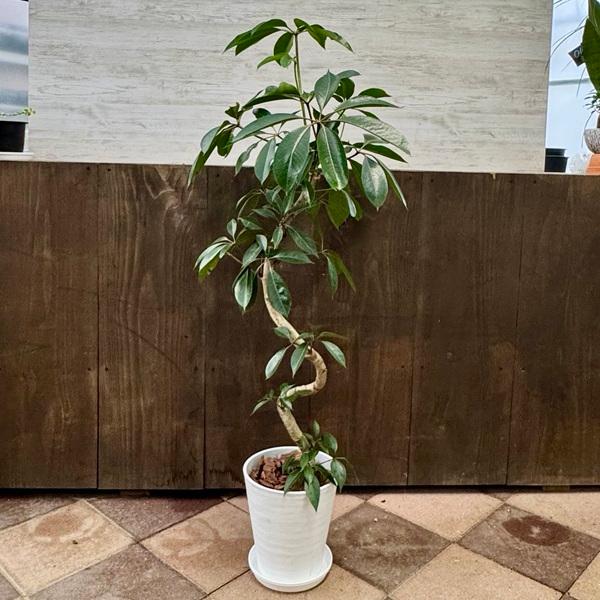 観葉植物：ツピタンサス*8号セラアート鉢 受皿付 バークチップ飾り
