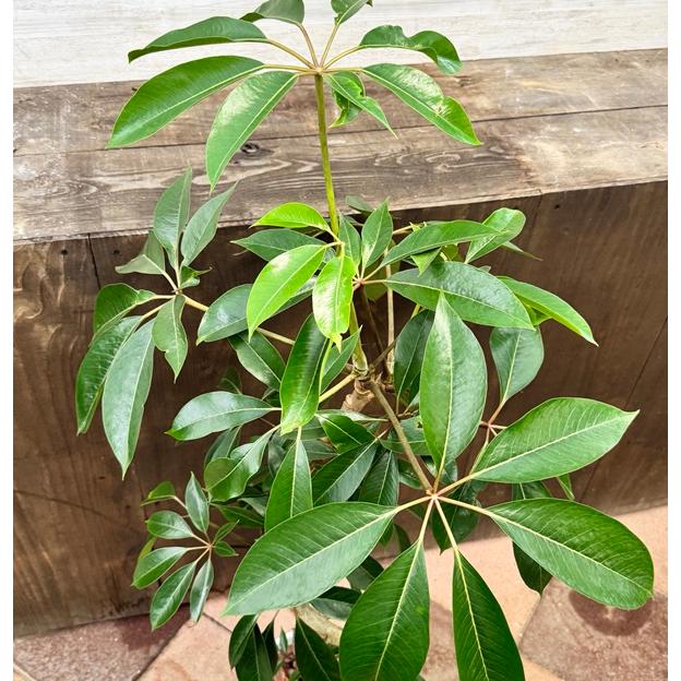 観葉植物：ツピタンサス*8号セラアート鉢 受皿付 バークチップ飾り