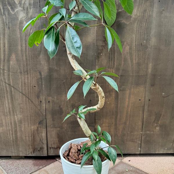 観葉植物：ツピタンサス*8号セラアート鉢 受皿付 バークチップ飾り