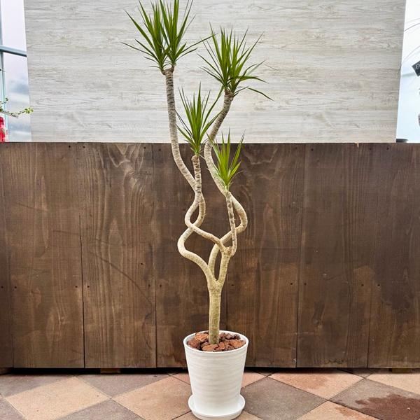 観葉植物：ドラセナ コンシンネ 龍*8号セラアート鉢 受皿付 バーク