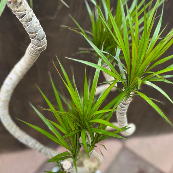 観葉植物：ドラセナ コンシンネ 龍*8号セラアート鉢 受皿付 バーク