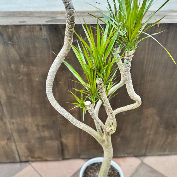 ［現品］3番　ドラセナ　コンシンネ　龍　曲がり　8号　観葉植物　大型　室内 現品］ドラセナ コンシンネ 龍 曲がり 8号 観葉植物 大型 室内 プラ鉢