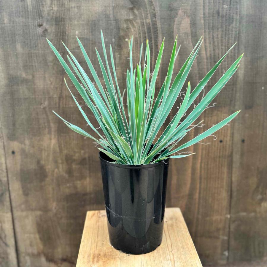 おしゃれ 観葉植物 苗：ユッカ フィリフィラ*5号 Yucca filifera
