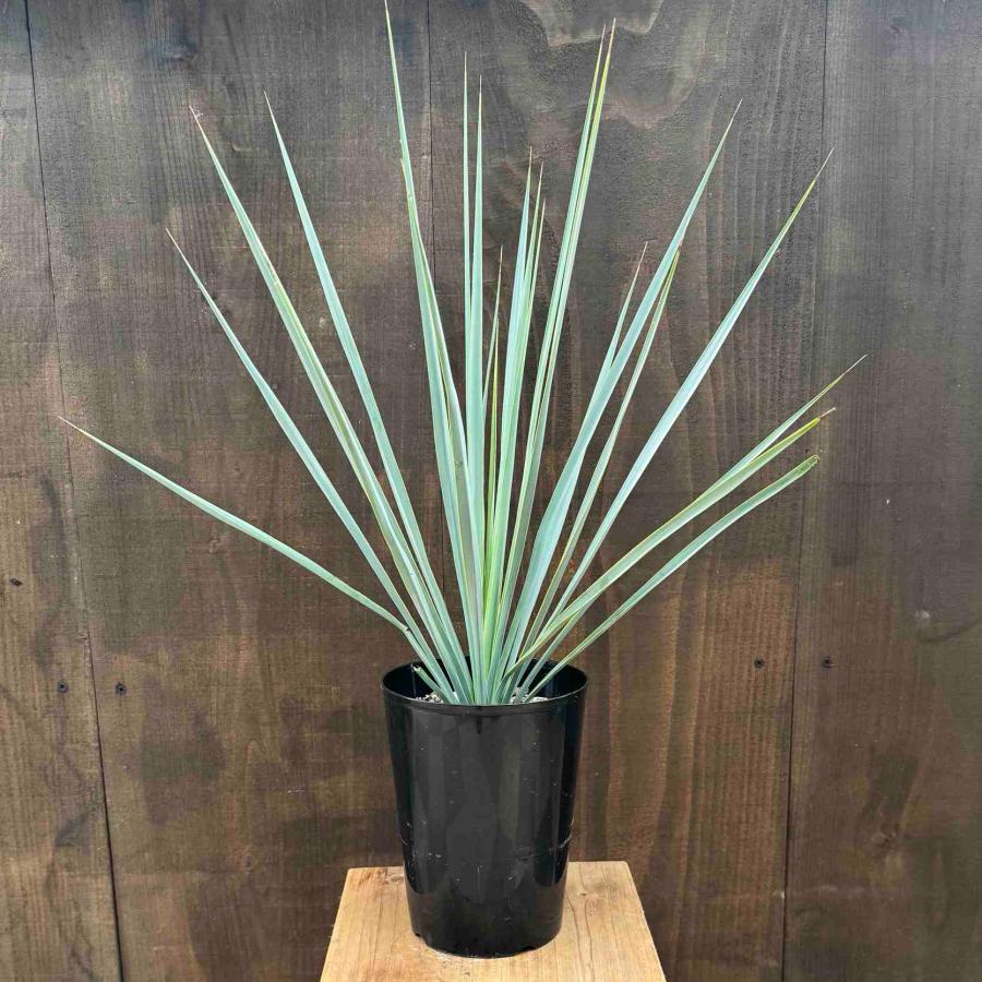 おしゃれ 観葉植物 苗：ユッカ リギダ*5号 Yucca rigida : 遊恵盆栽
