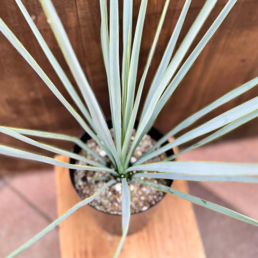 おしゃれ 観葉植物 苗：ユッカ リギダ*5号 Yucca rigida : 遊恵盆栽