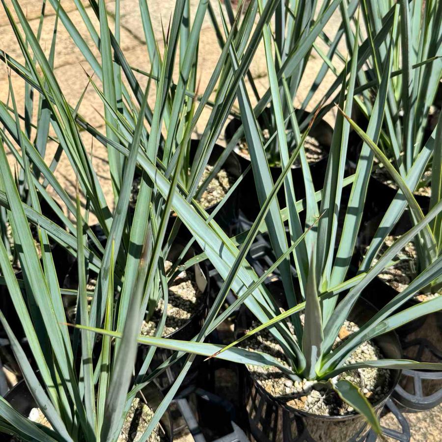 おしゃれ 観葉植物 苗：ユッカ リギダ*5号 Yucca rigida : 遊恵盆栽