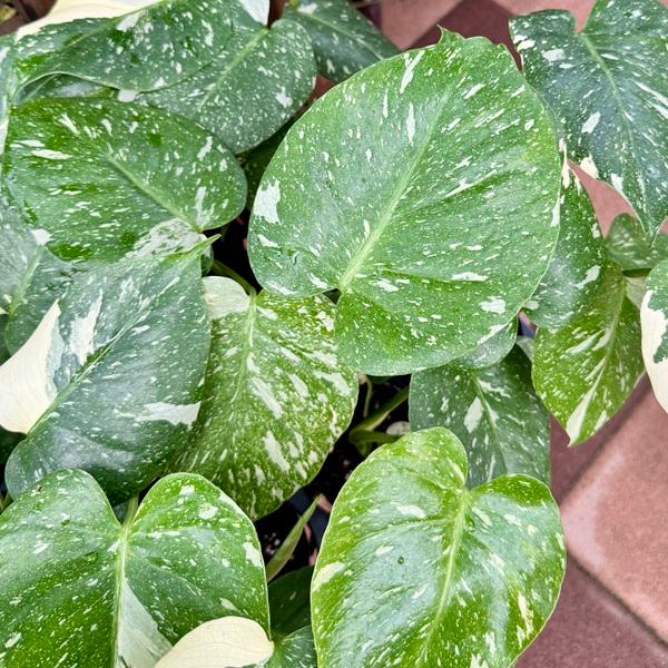 おしゃれ 観葉植物：モンステラ タイコンステレーション*3号プラポット