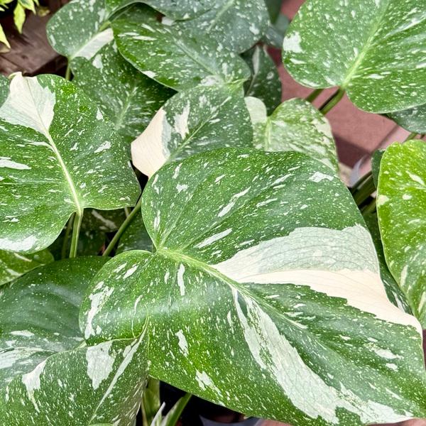 おしゃれ 観葉植物：モンステラ タイコンステレーション*3号プラポット