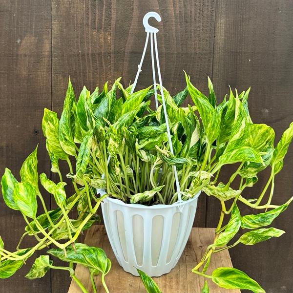 観葉植物：ポトス テルノトラサン*5号 吊り鉢 希少品種 : 遊恵盆栽