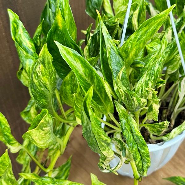 観葉植物：ポトス テルノトラサン*5号 吊り鉢 希少品種 : 遊恵盆栽