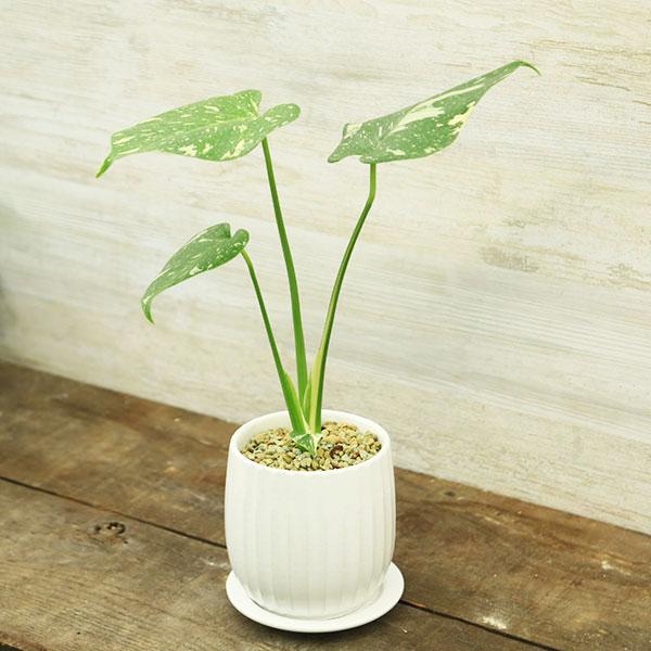 【観葉植物】モンステ ラ※受皿付 観葉植物 モンステラ6号(カラーポッド赤・受け皿付き)‐サムライフラワー