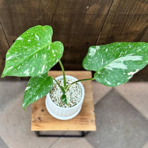 おしゃれ 観葉植物：モンステラ タイコンステレーション 鉢植え*受皿付