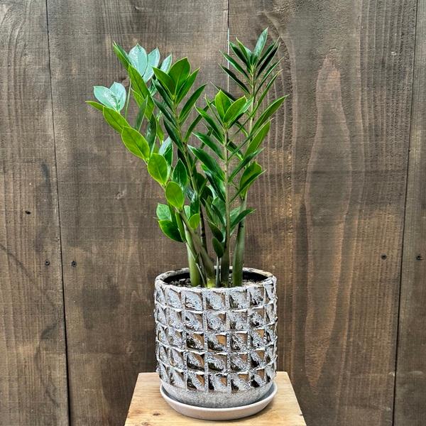 観葉植物：金銭樹 ザミオクルカス ザミフォーリア 鉢植え*受皿付 富士