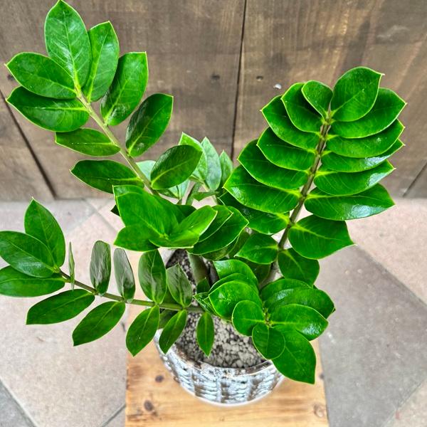 観葉植物：金銭樹 ザミオクルカス ザミフォーリア 鉢植え*受皿付 富士