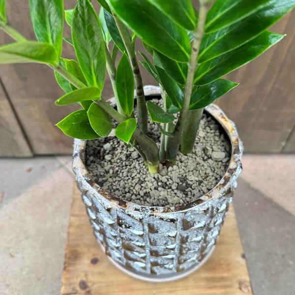 観葉植物：金銭樹 ザミオクルカス ザミフォーリア 鉢植え*受皿付 富士