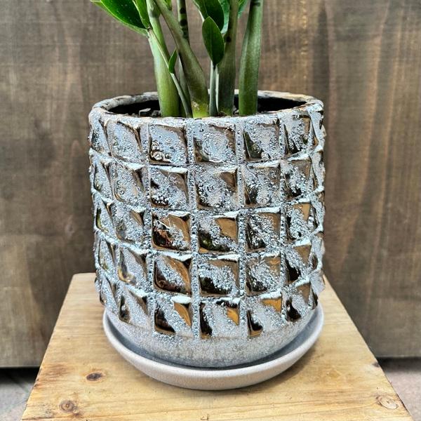 観葉植物：金銭樹 ザミオクルカス ザミフォーリア 鉢植え*受皿付 富士